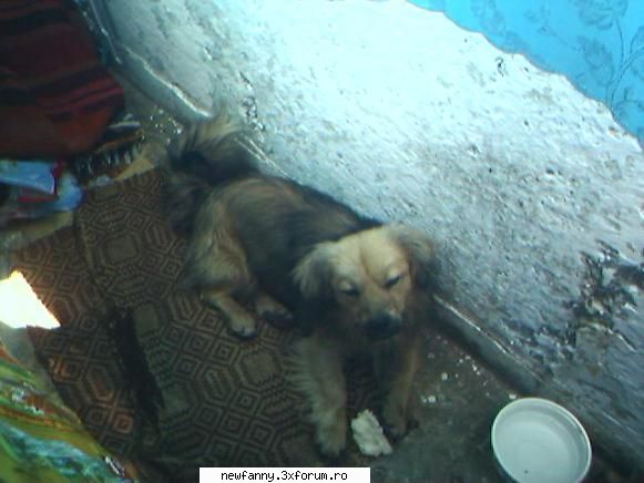 Aici se pot pune orice fel de poze - my sweet dog.ce scumpik e CATZELUSH al meu - POZE