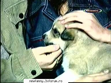 fd poze din cu animal x